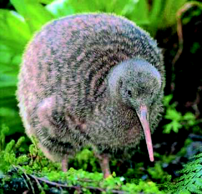 Kiwi pluss min side Kiwi pluss min side