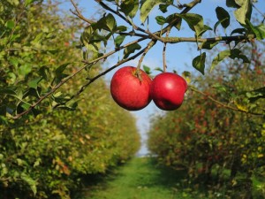 Des pommes, comme elles doivent être