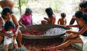 Le noyau est séparé à la main de sa pulpe, une activité traditionnellement familiale. Ne surtout pas imaginer qu'il s'agit là de faire "travailler" des enfants !