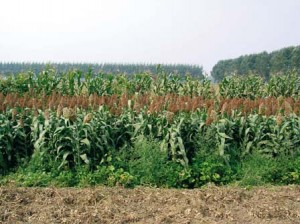Arachides au premier plan, puis azukis, sorgho et maïs. Derrière se trouve le soja, l'ensemble étant encadré par de grandes haies.