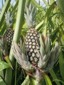 ananas5