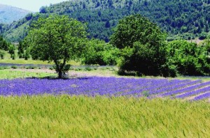 haute-provence