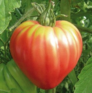 tomate