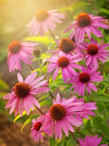 echinacea flowers