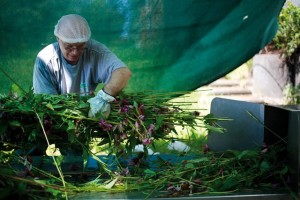 Fresh plant processing.