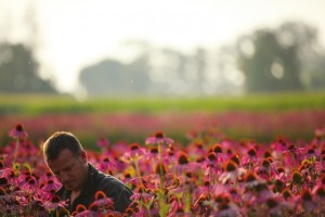 Mechanical harvest of Echinacea purpurea (Sevdail Memeti)