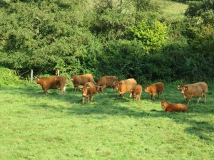 Des vaches, pour un véritable organisme agricole