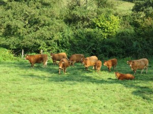 Des vaches, pour un véritable organisme agricole