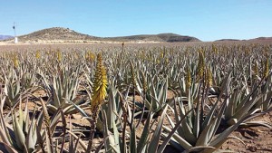 aloe-culture