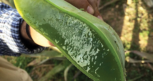 aloe-frais