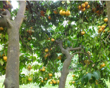 Le pomelo ou grappe-fruit