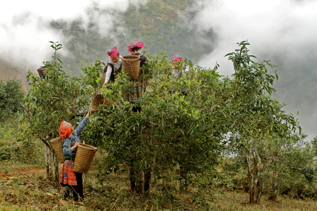 Cueilleuses de l'ethnie Hmong au Nord du Vietnam (théiers sauvages), image Jardins de Gaïa