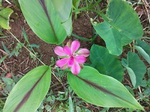 curcuma-fleur