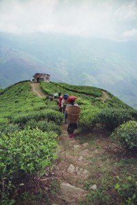 Récolte au Darjeeling, image Jardins de Gaïa