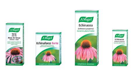 echinacea