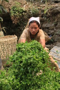 Flétrissage du Mineral Spring (Darjeeling), image Jardins de Gaïa