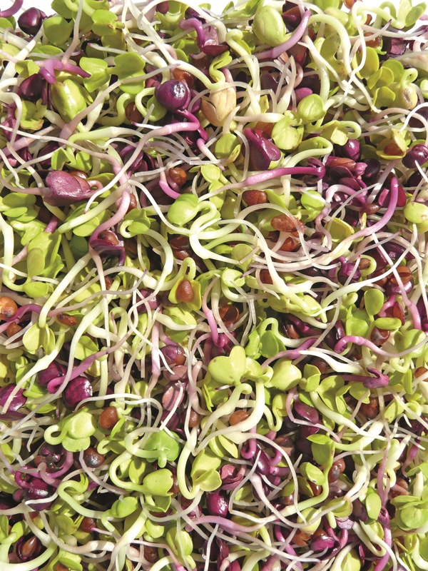 Graines germées d'alfalfa : origine, culture et vertus de la reine de la  germination