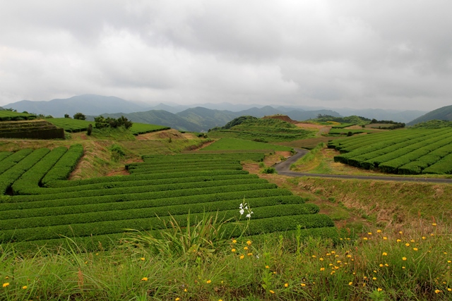 Culture du thé à Kagoshima, image Jardins de Gaïa