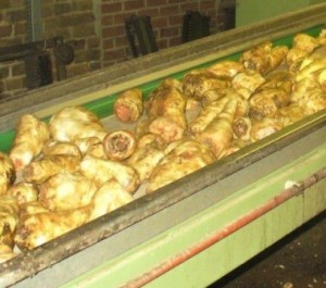 racine-chicoree