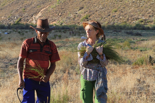 Récolte du rooibos à Wupperthal, image Jardins de Gaïa